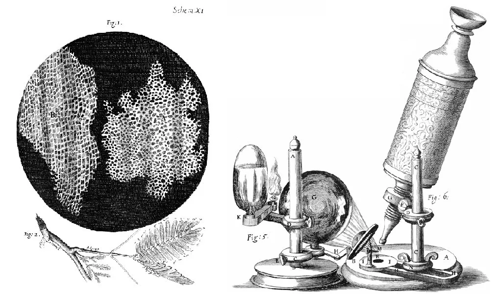 Cork cells